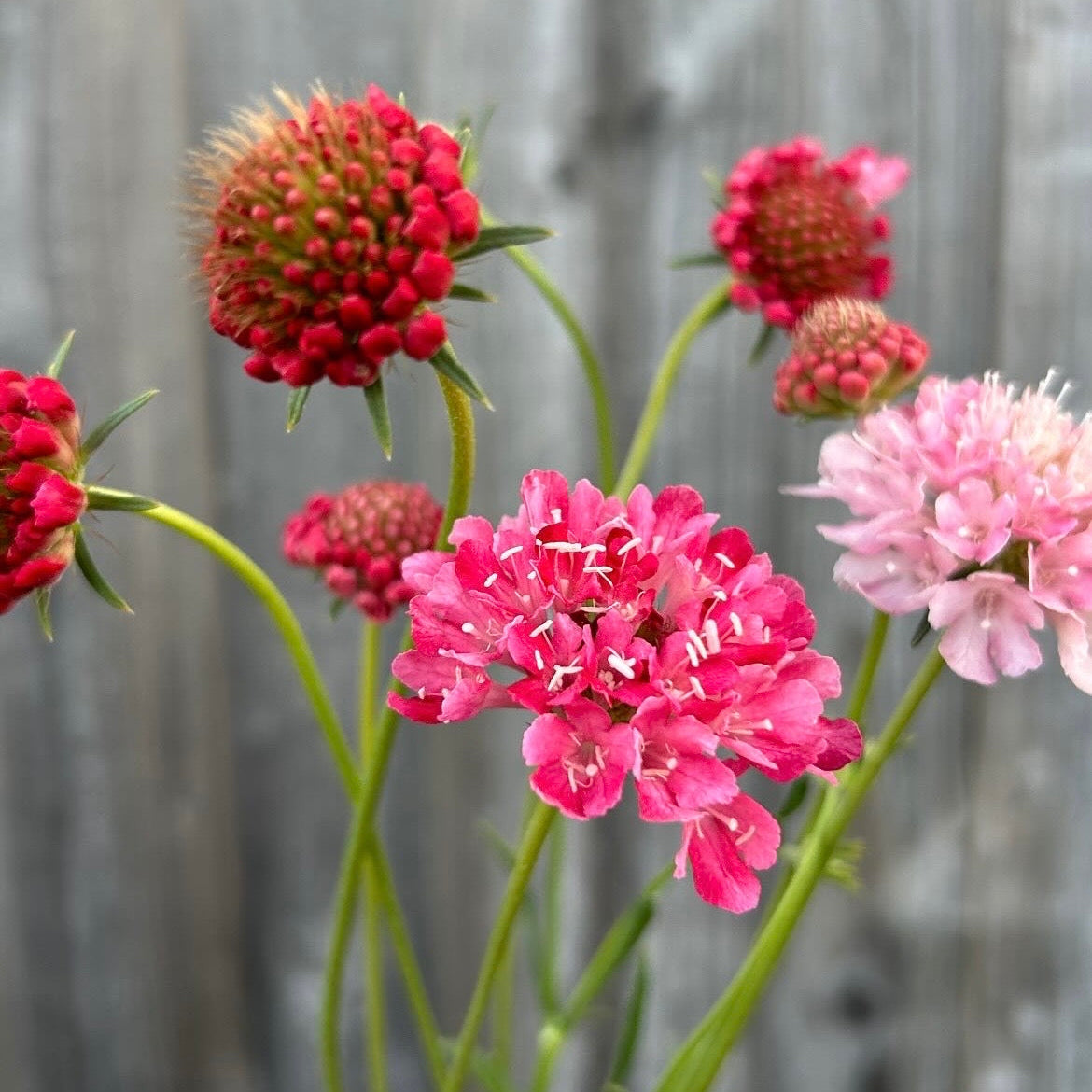 Scabiosa Salmon Rose