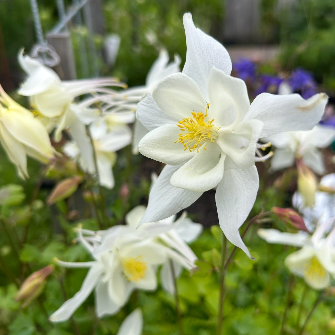 Aquilegia McKana Giant White