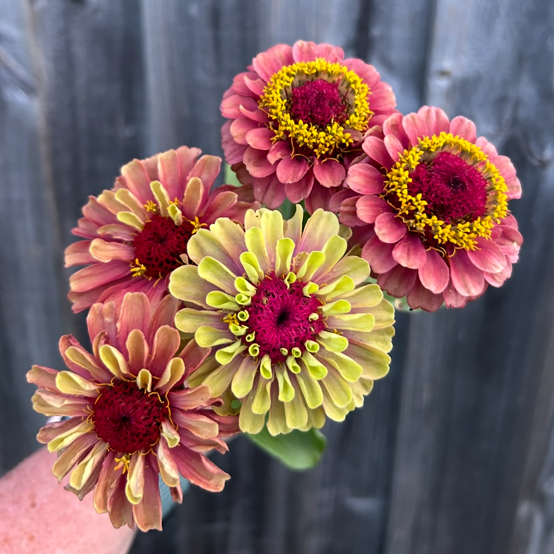 Zinnia Queen Lime Mix