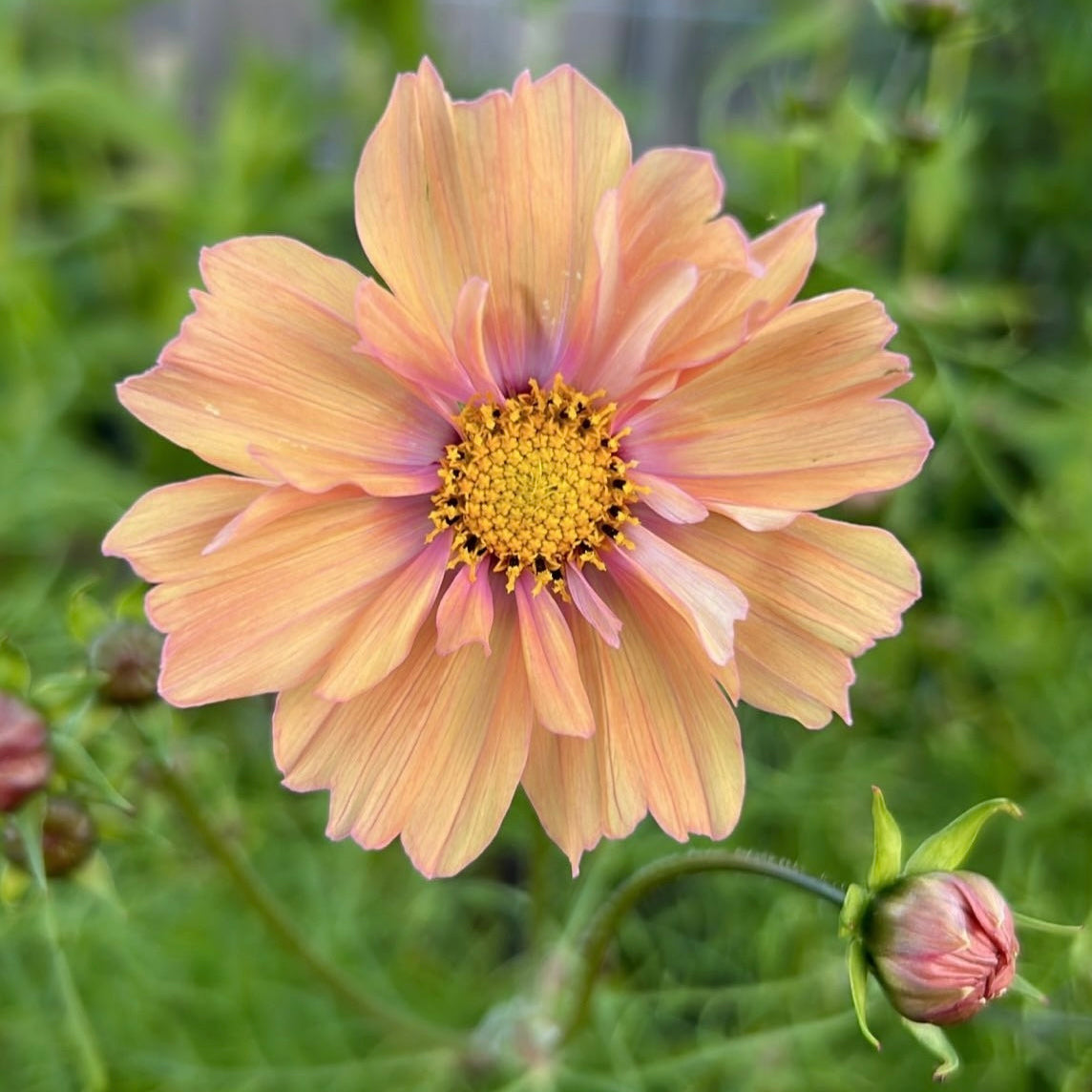 Cosmos Apricotta