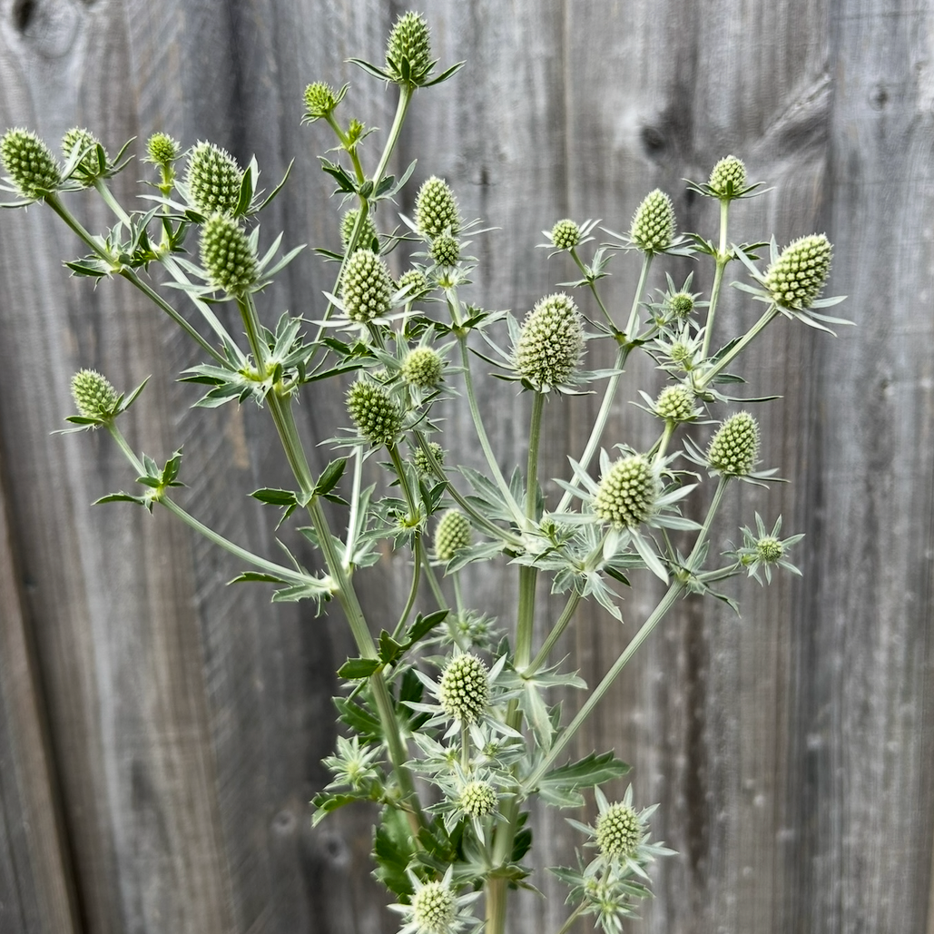 Sea Holly Silver