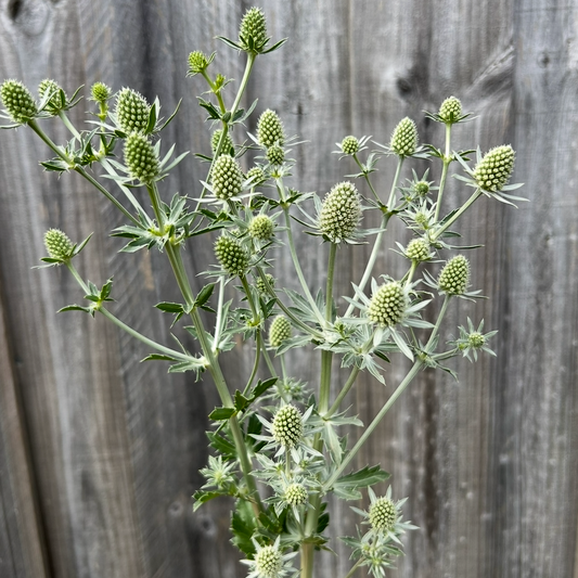 Sea Holly Silver