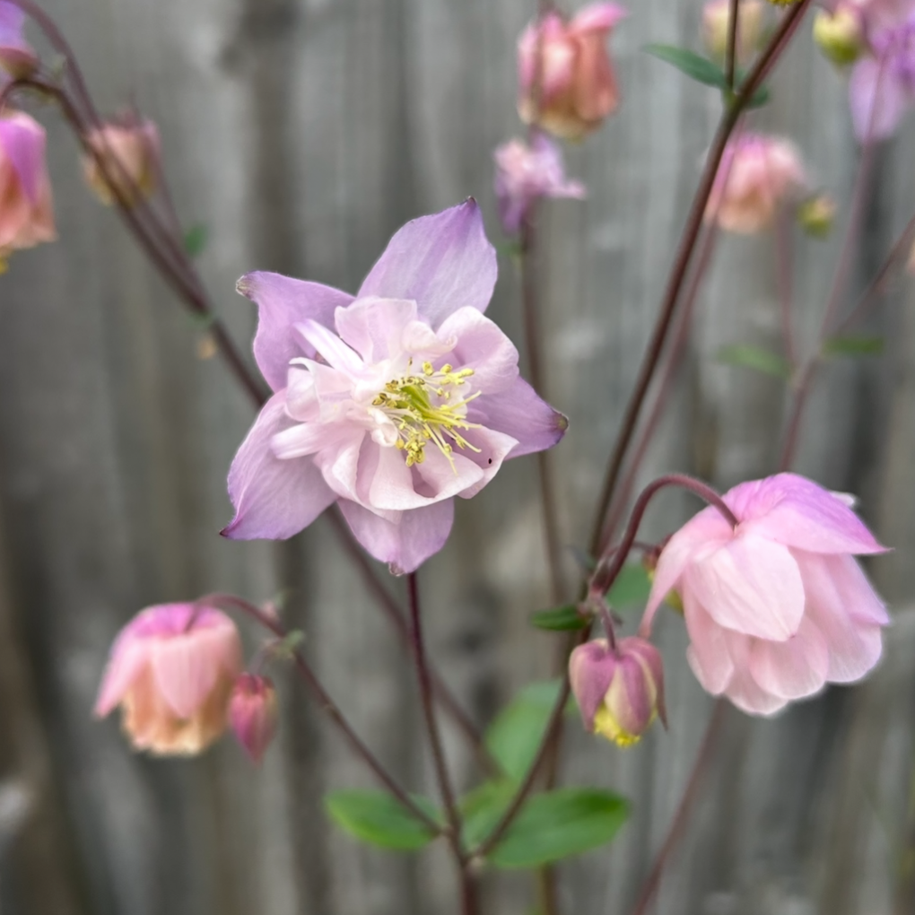 Aquilegia Double Mix
