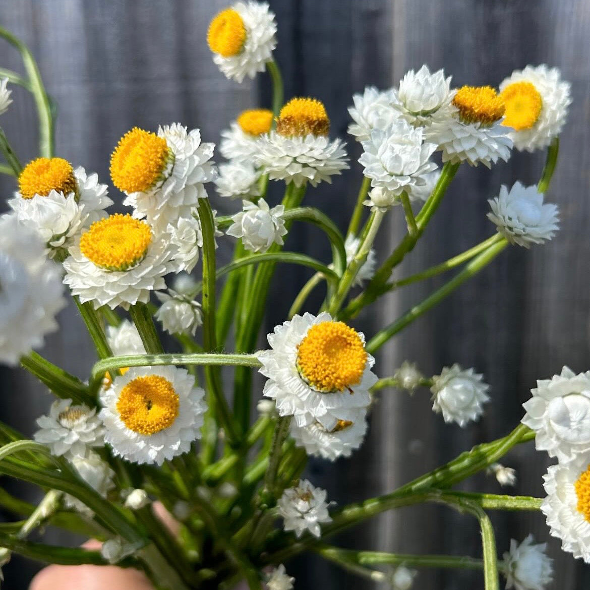 Winged Everlasting
