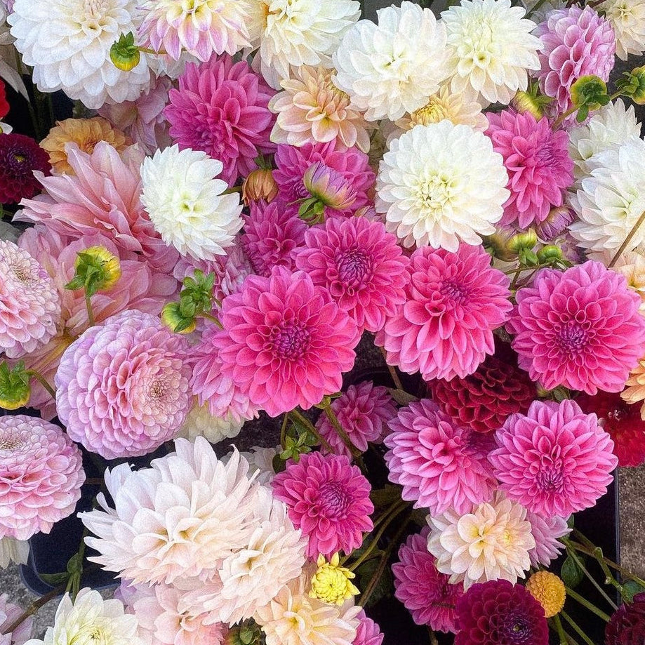 Mystery Box of Dahlia Tubers
