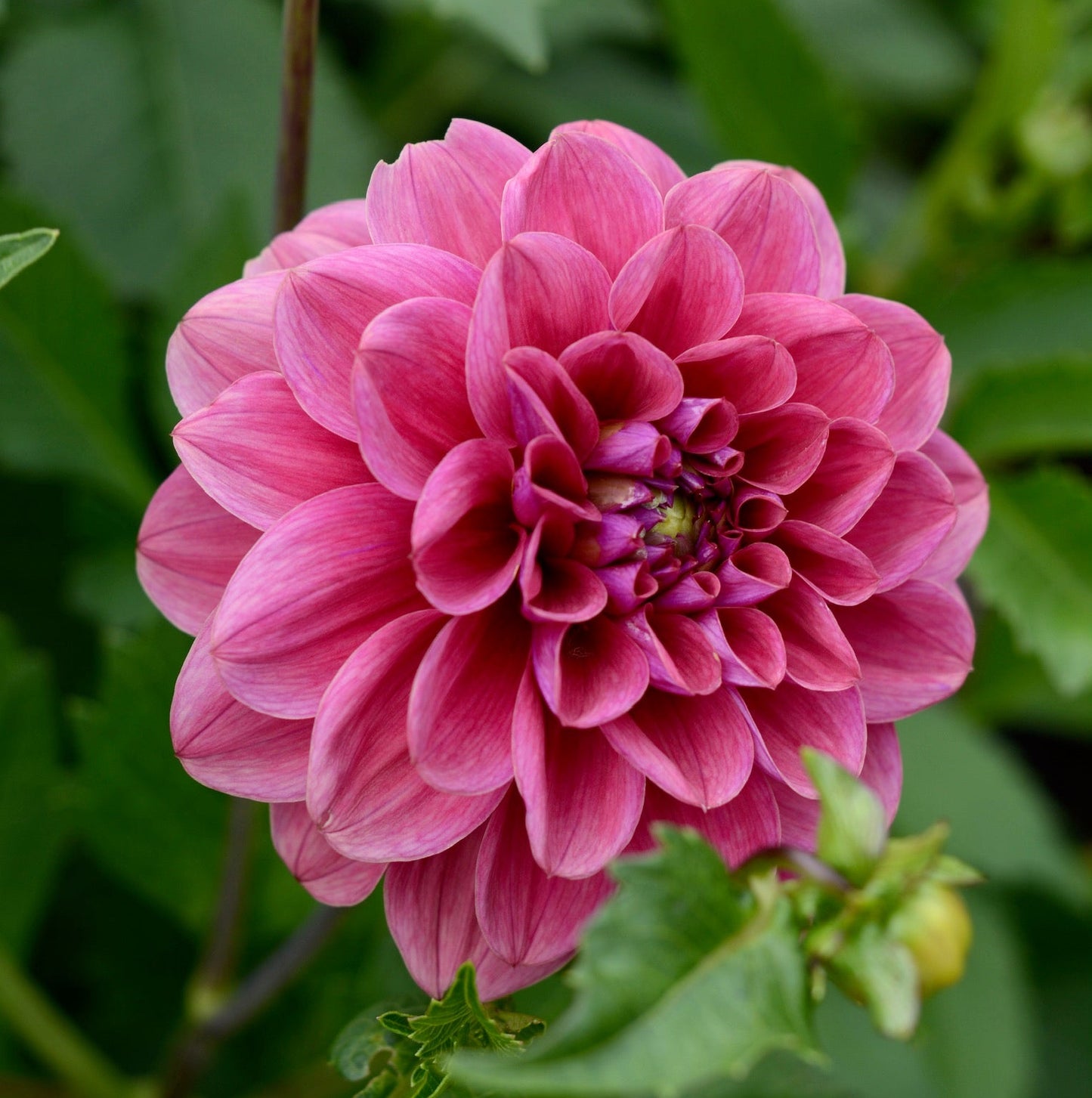 Dusty Rose