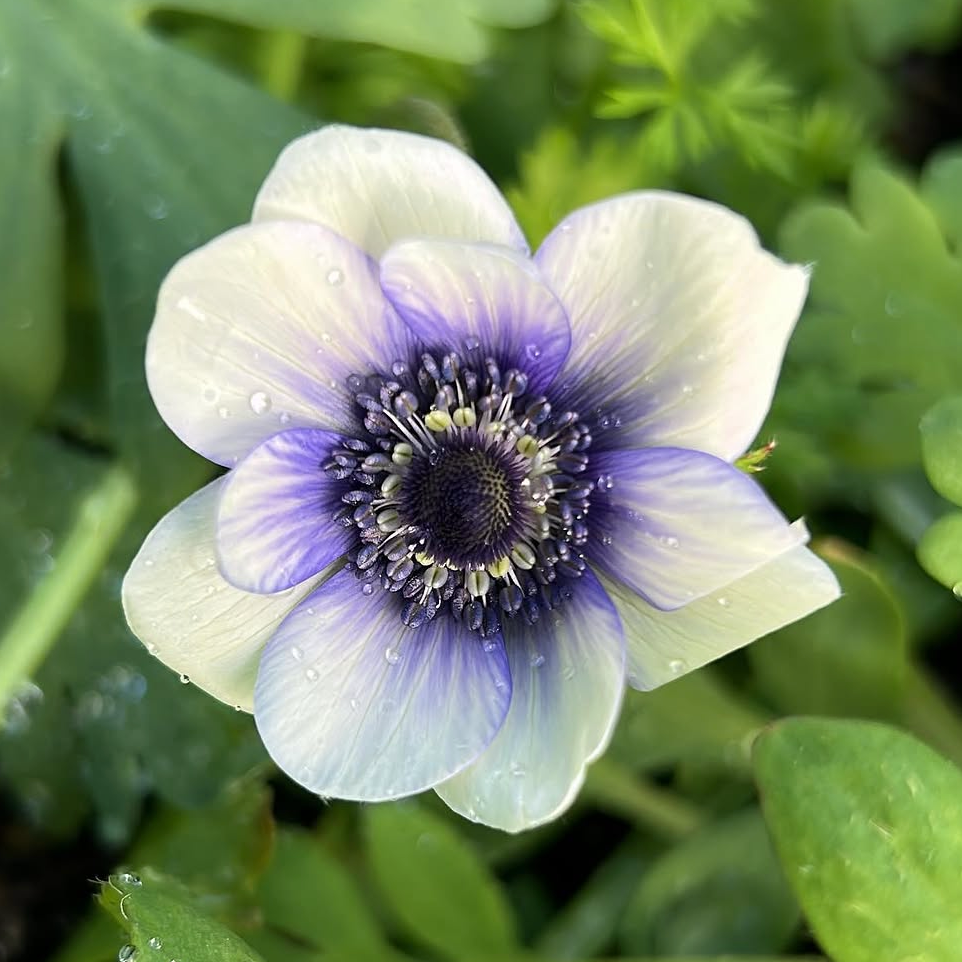 Anemone Mix