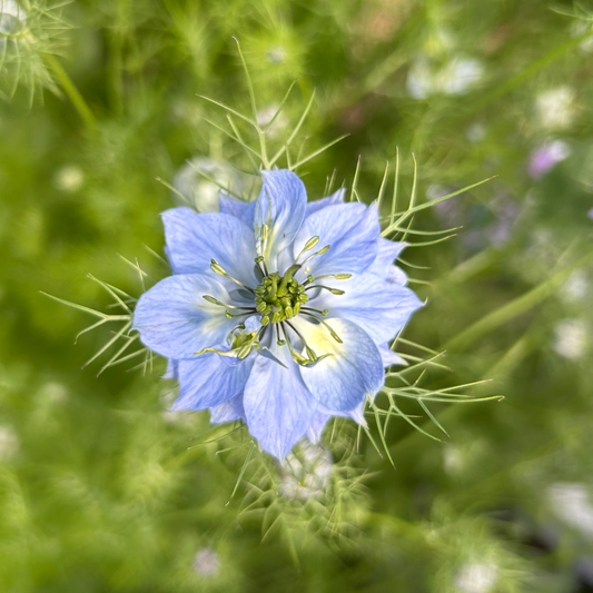 Nigella Mix