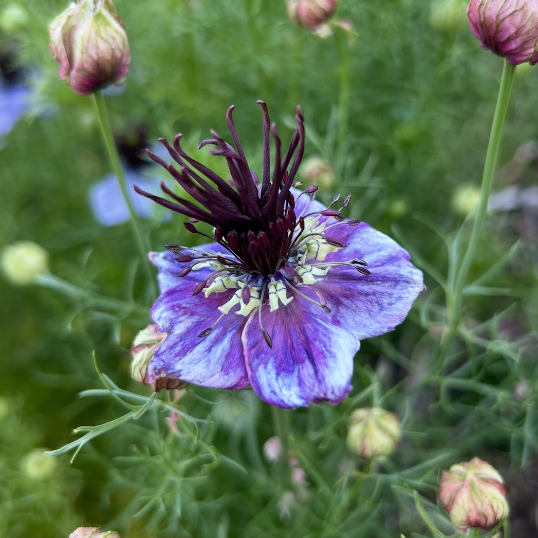 Nigella Starry Night Mix