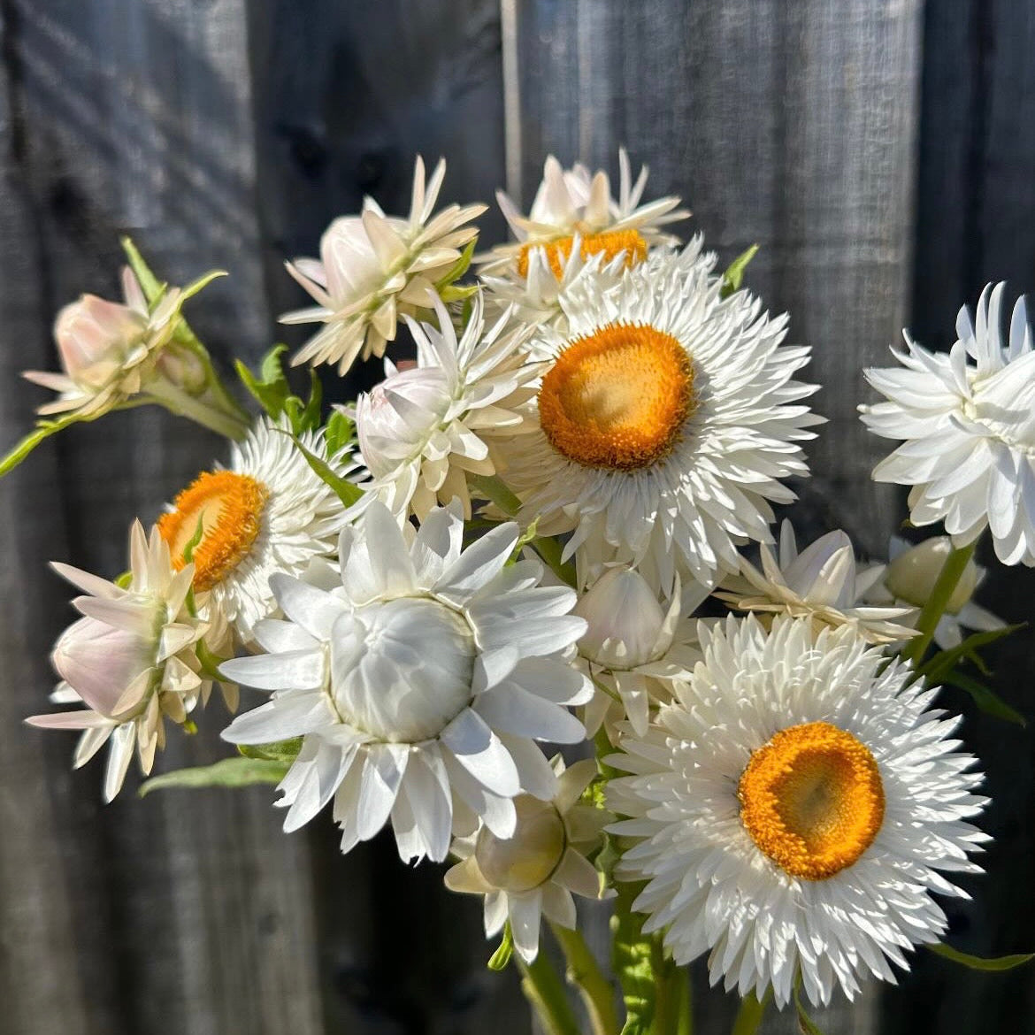Everlasting Daisy Mix