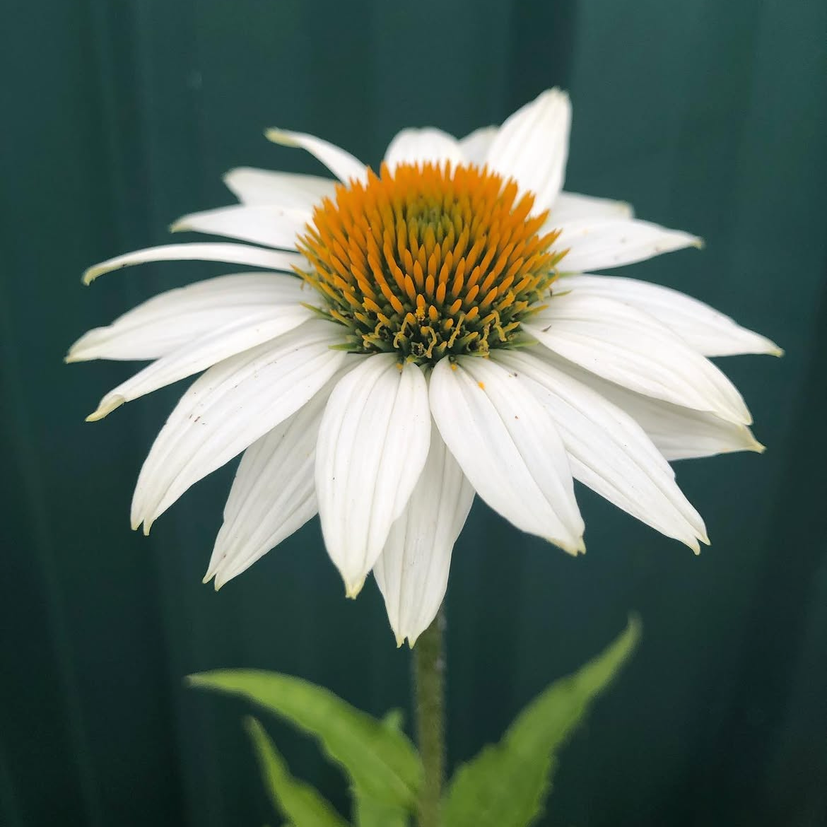 Echinacea White Swan