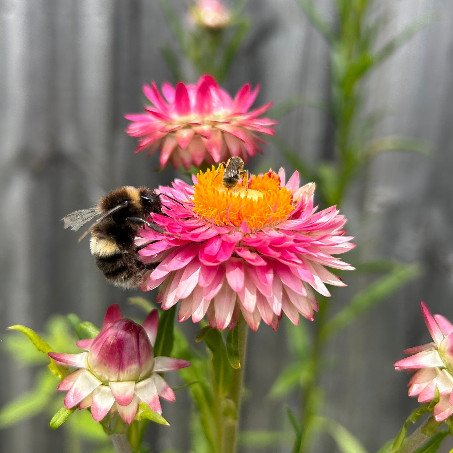 Everlasting Daisy Mix