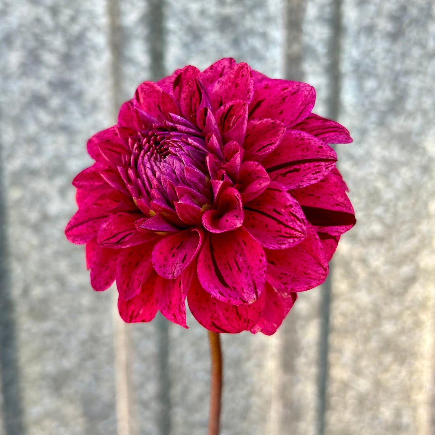 Florelie Morello