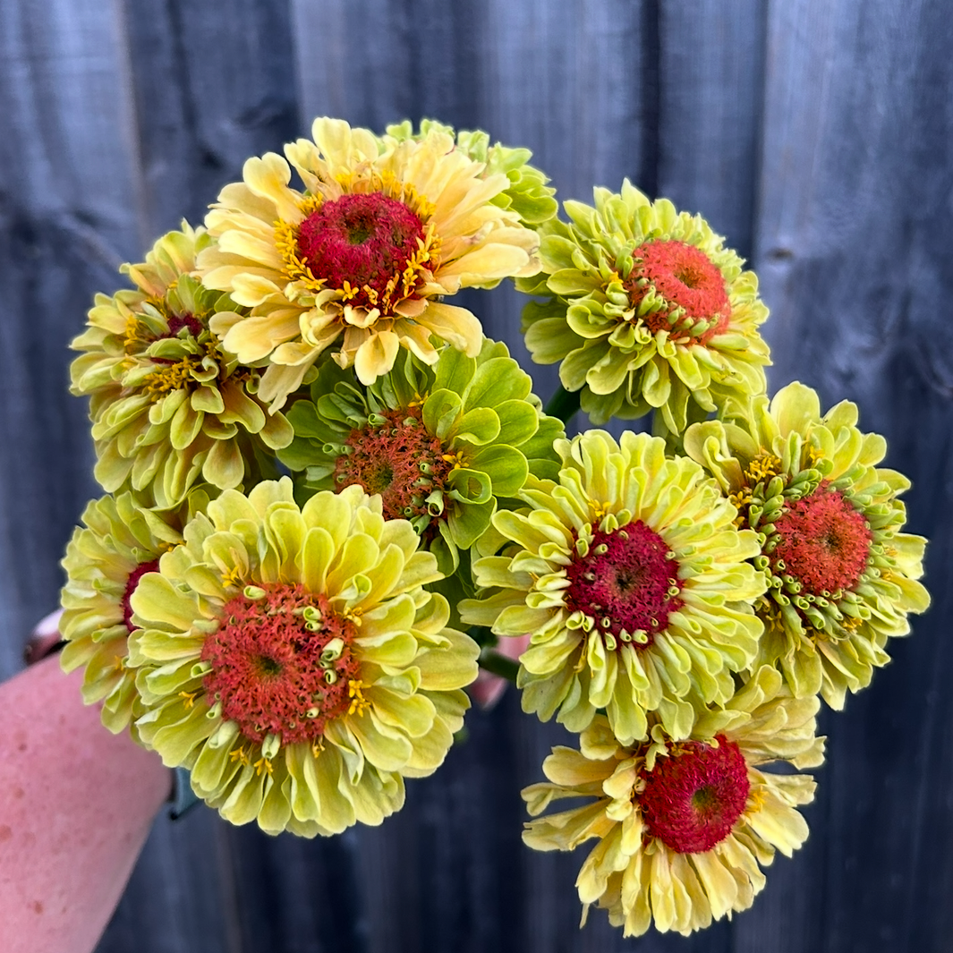 Zinnia Queen Lime Mix