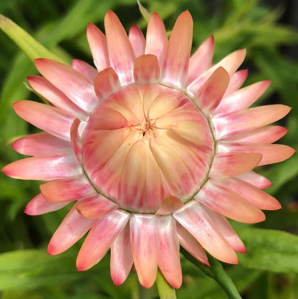 Everlasting Daisy Mix