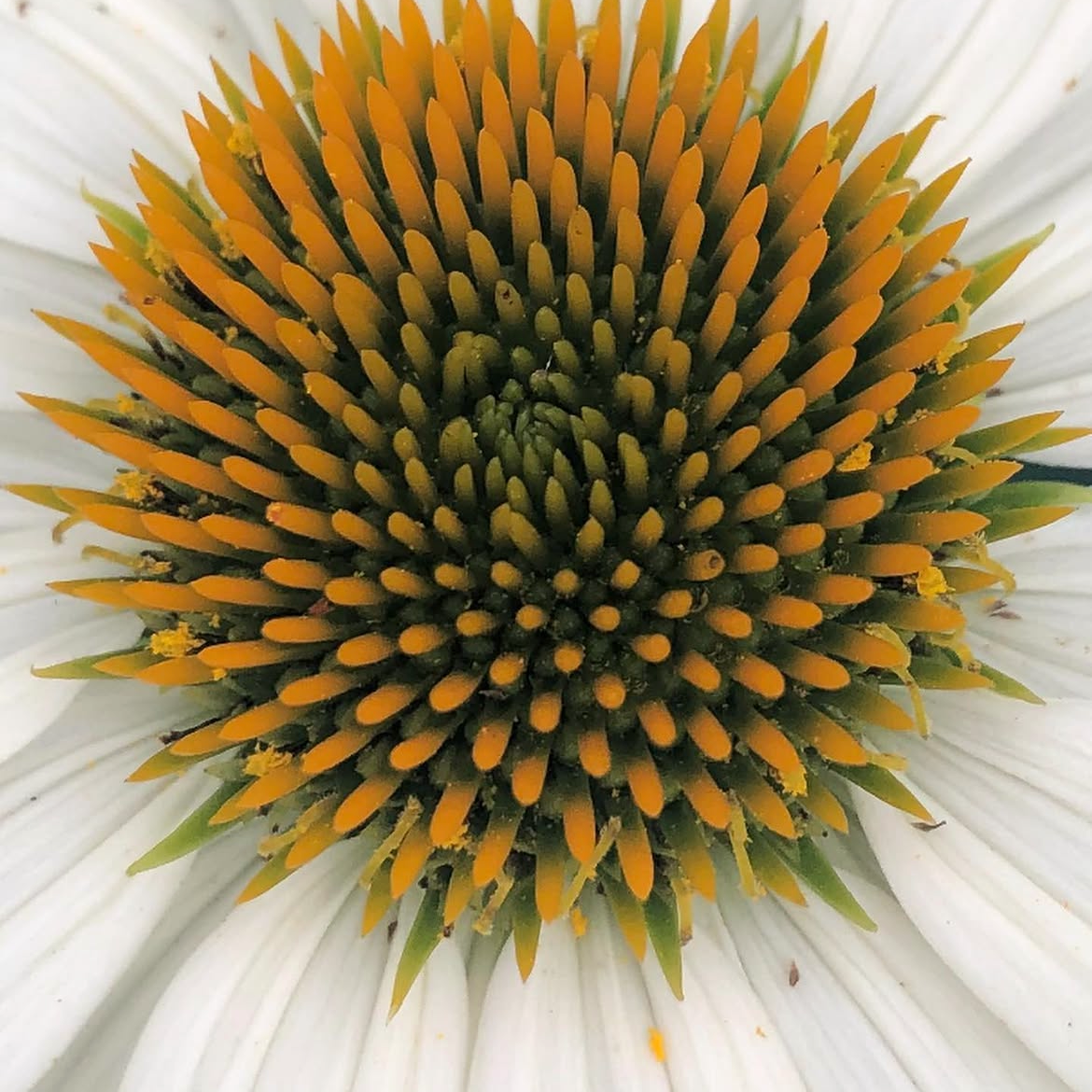 Echinacea White Swan