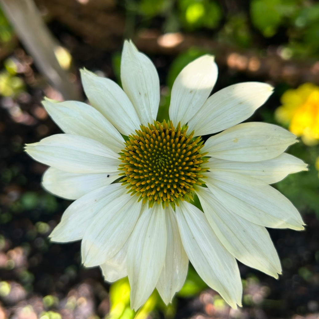Echinacea White Swan
