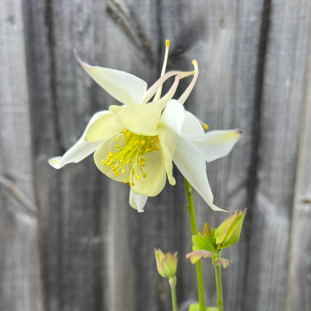 Aquilegia McKana Giant White