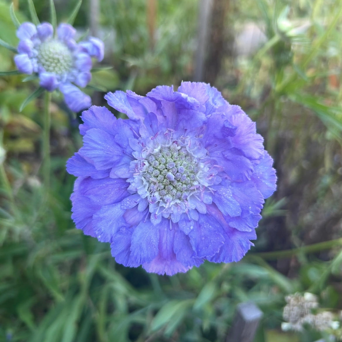 Scabiosa Fama Blue
