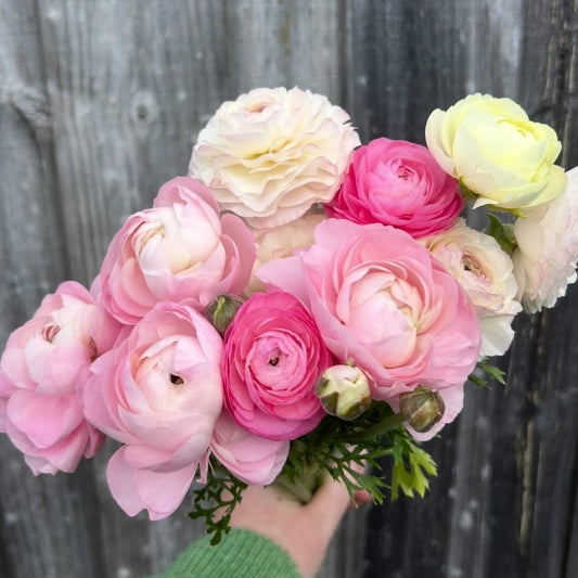 Ranunculus Mix