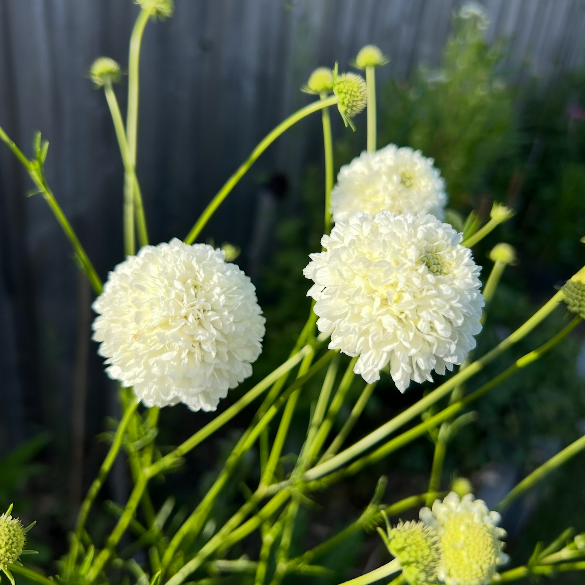 Scabiosa Snow Maiden