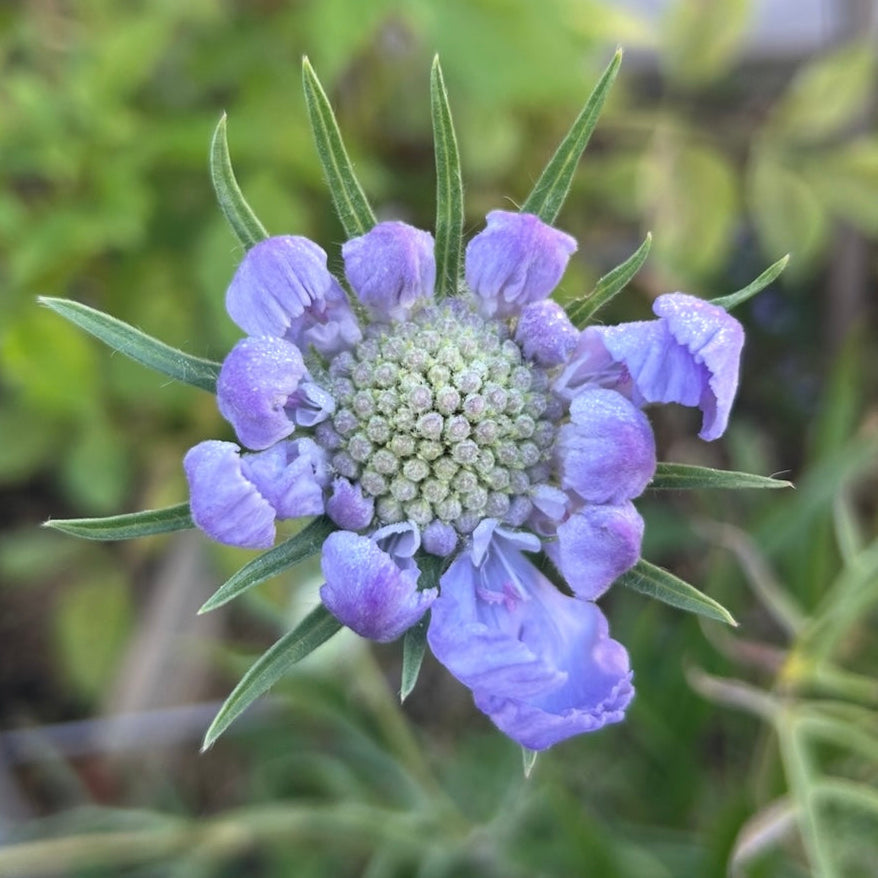 Scabiosa Fama Blue