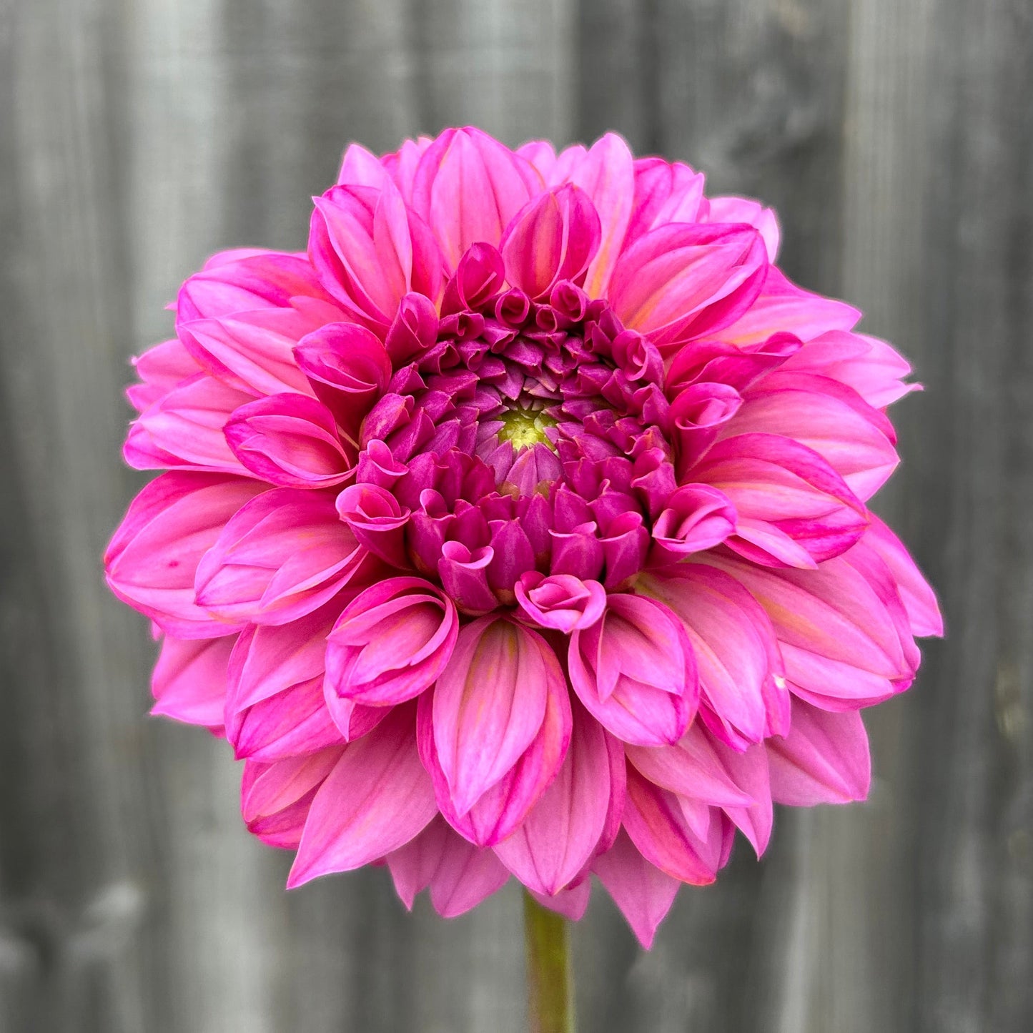 Lileah Pink Petticoats