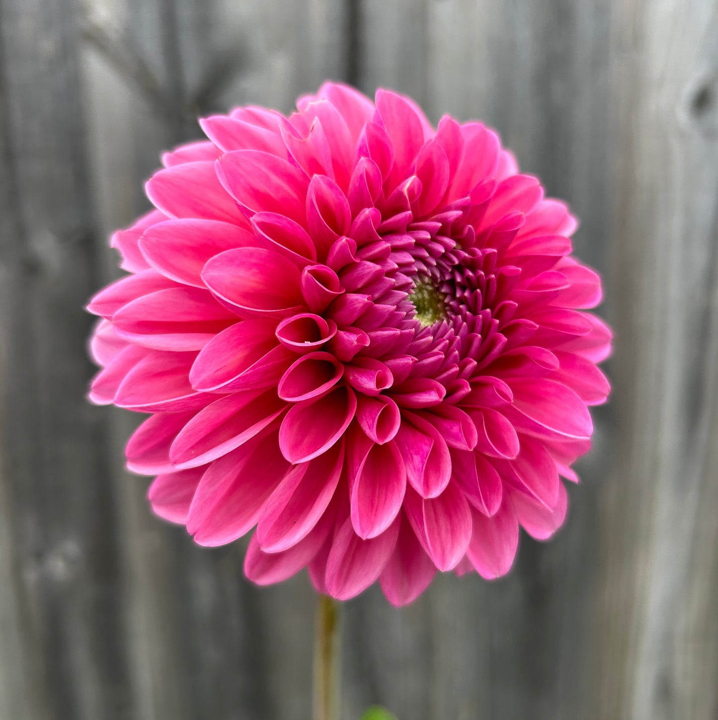Pink Show