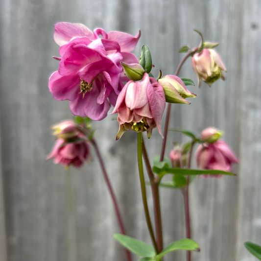 Aquilegia Double Mix