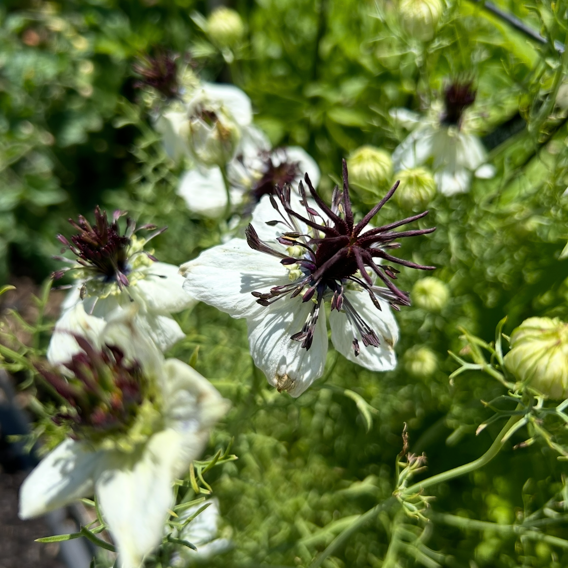 Nigella Starry Night Mix