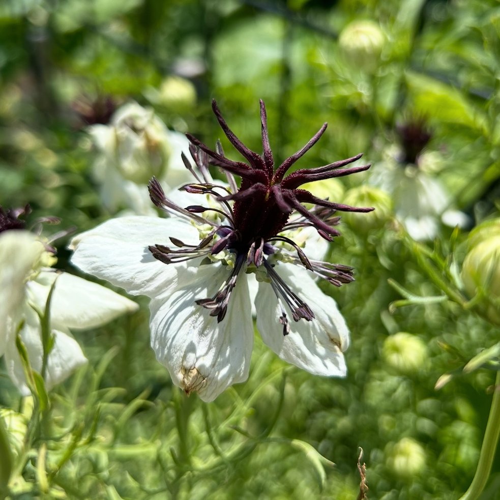 Nigella Starry Night Mix