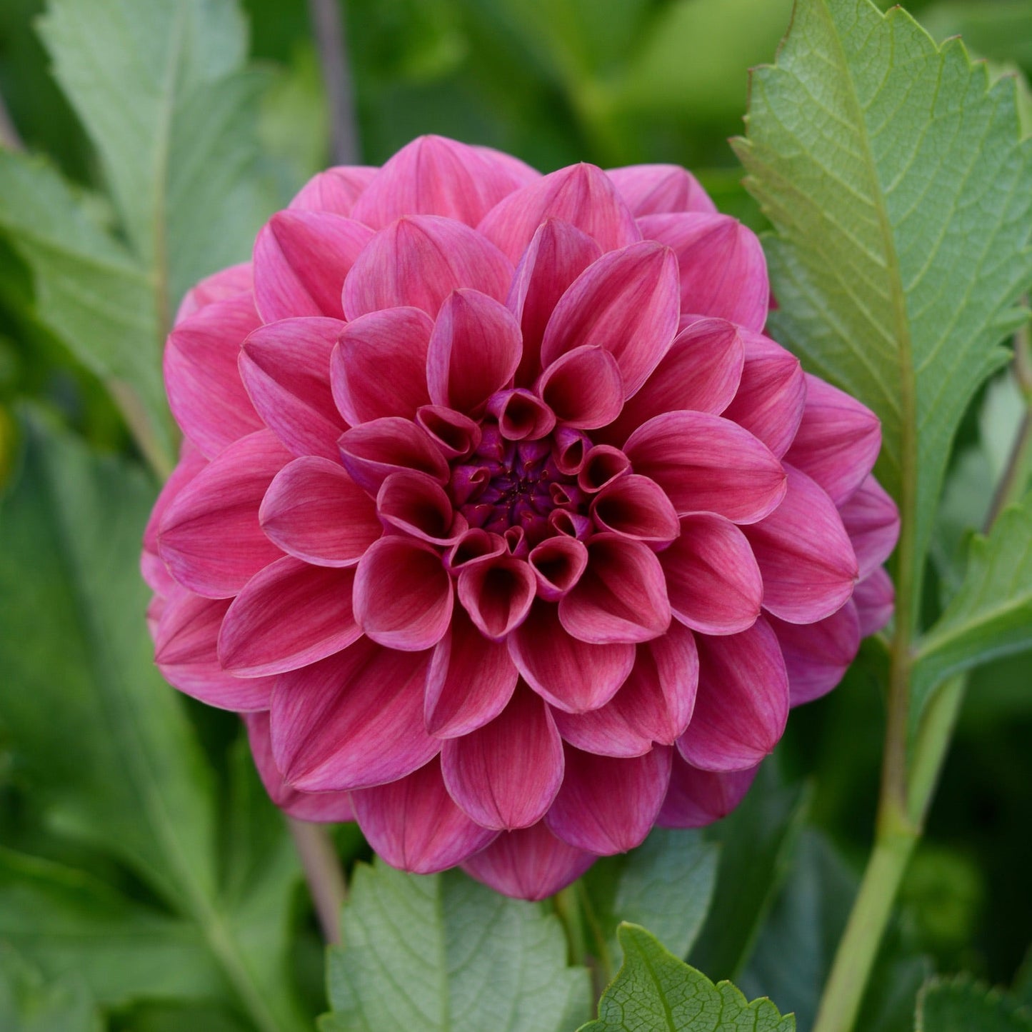 Dusty Rose