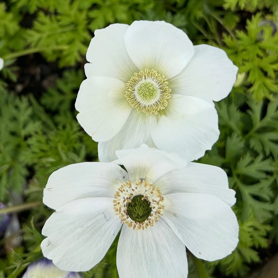 Anemone Mix