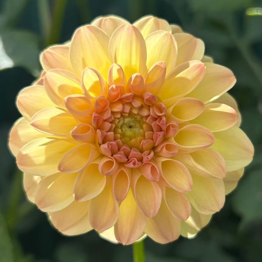 Florelie Toffee