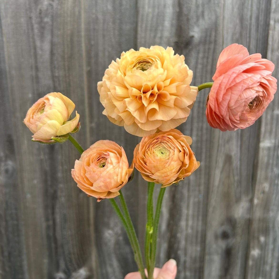 Ranunculus Mix
