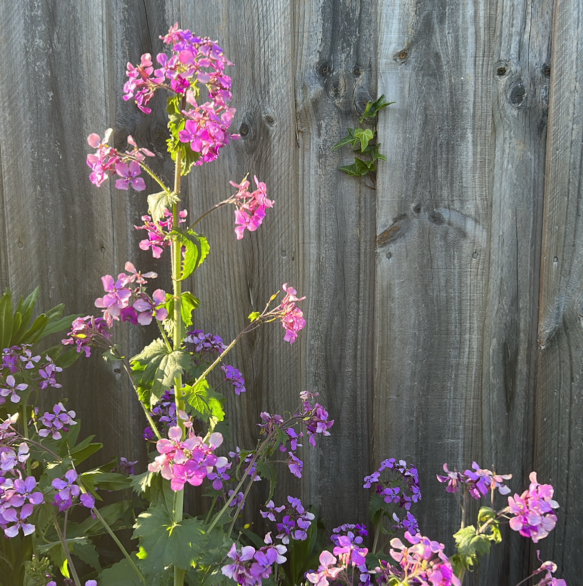 Lunaria Honesty