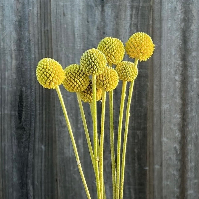 Billy Buttons
