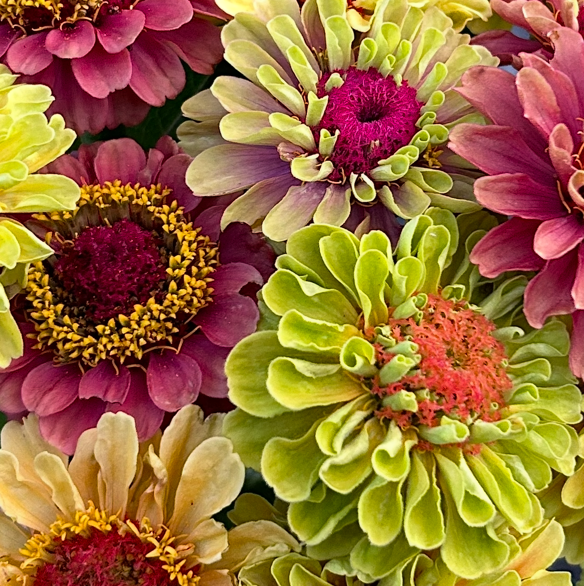 Zinnia Queen Lime Mix