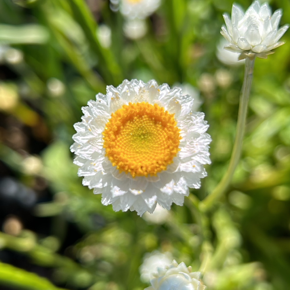 Winged Everlasting