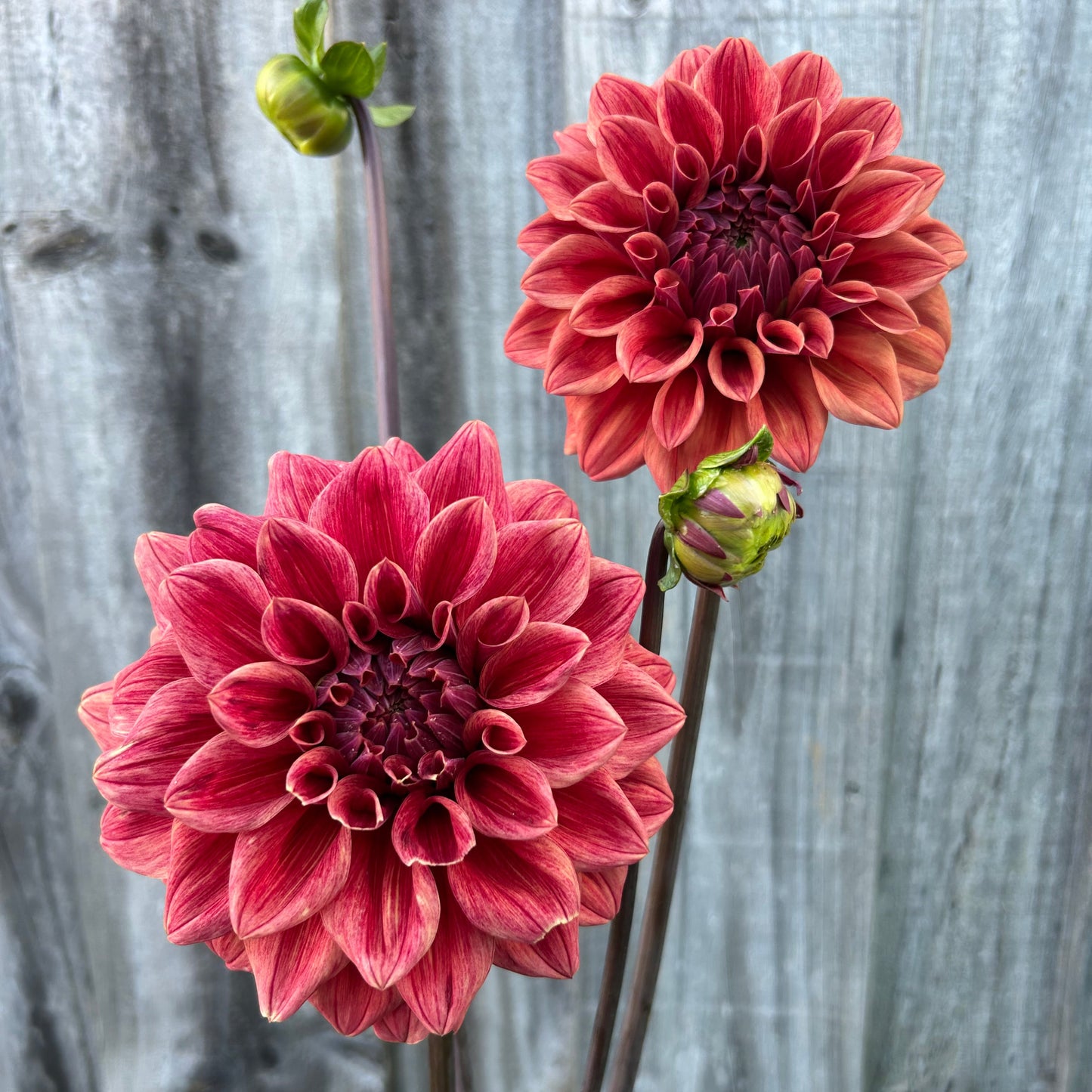 Lileah Russet Rose