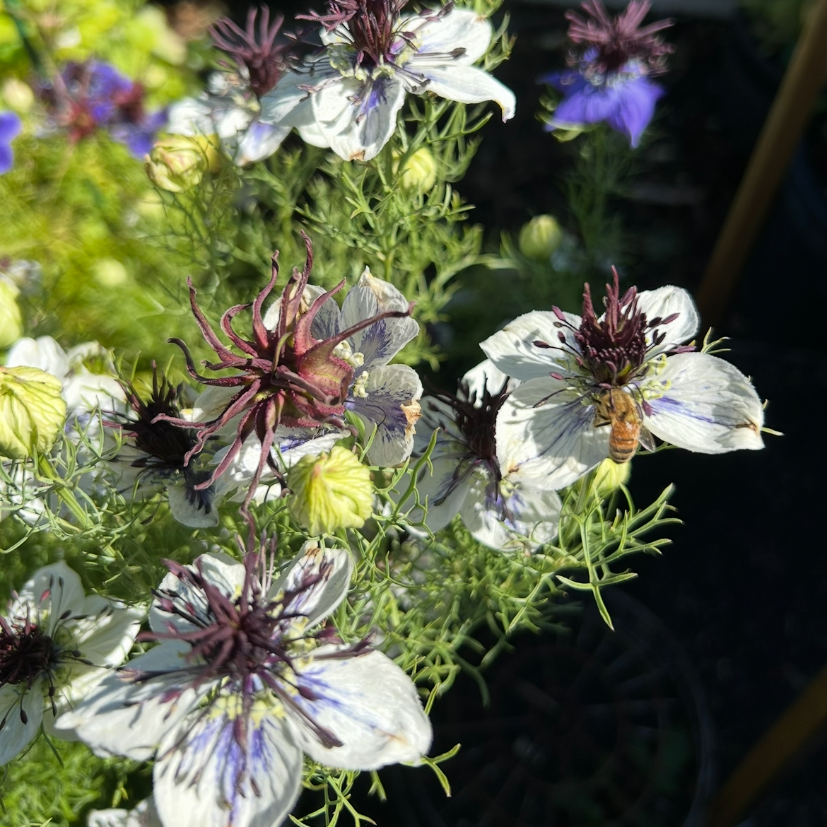 Nigella Starry Night Mix