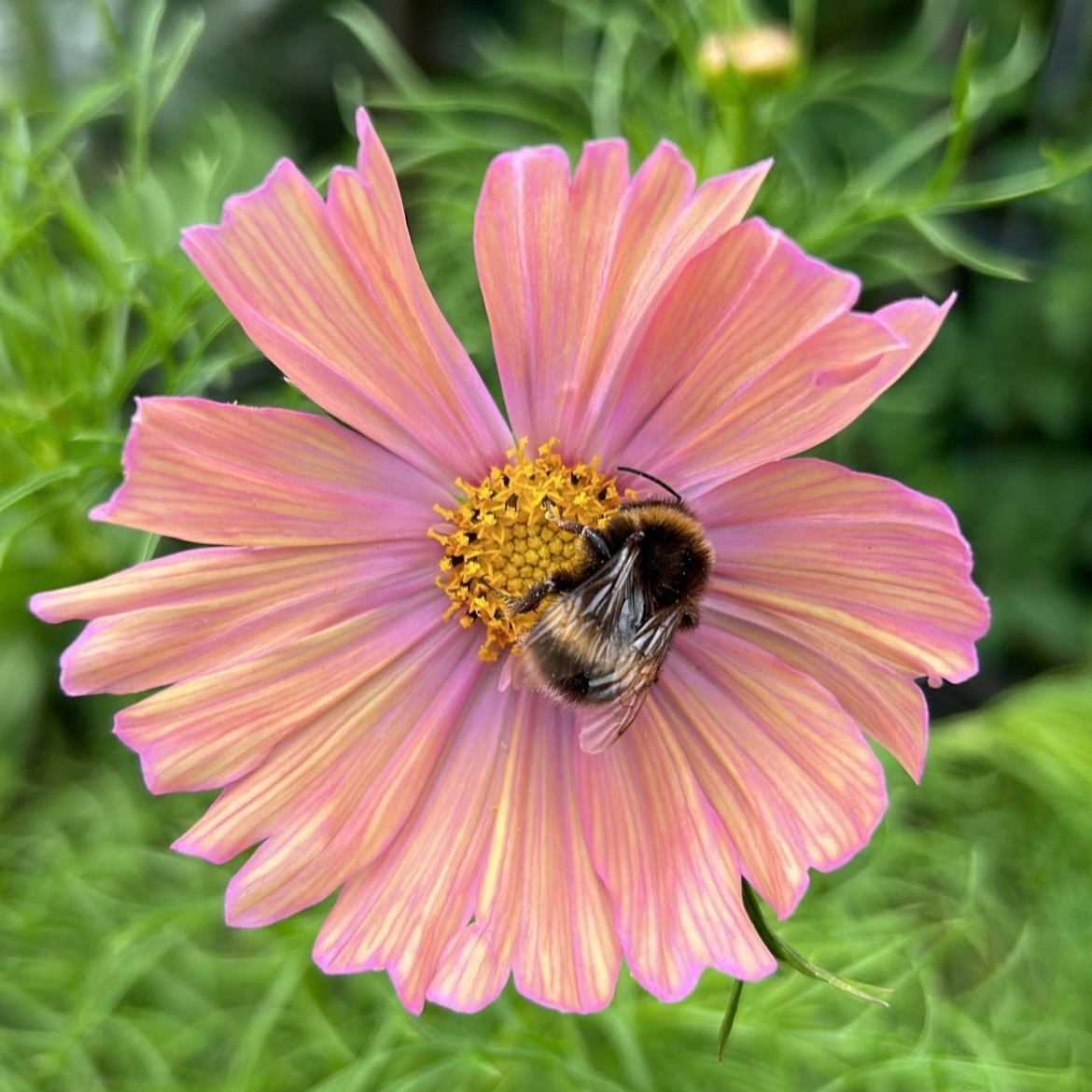 Cosmos Apricotta