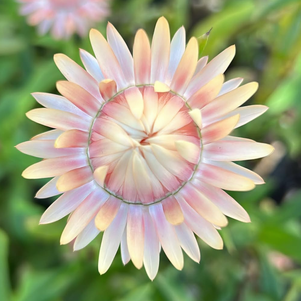 Everlasting Daisy Mix