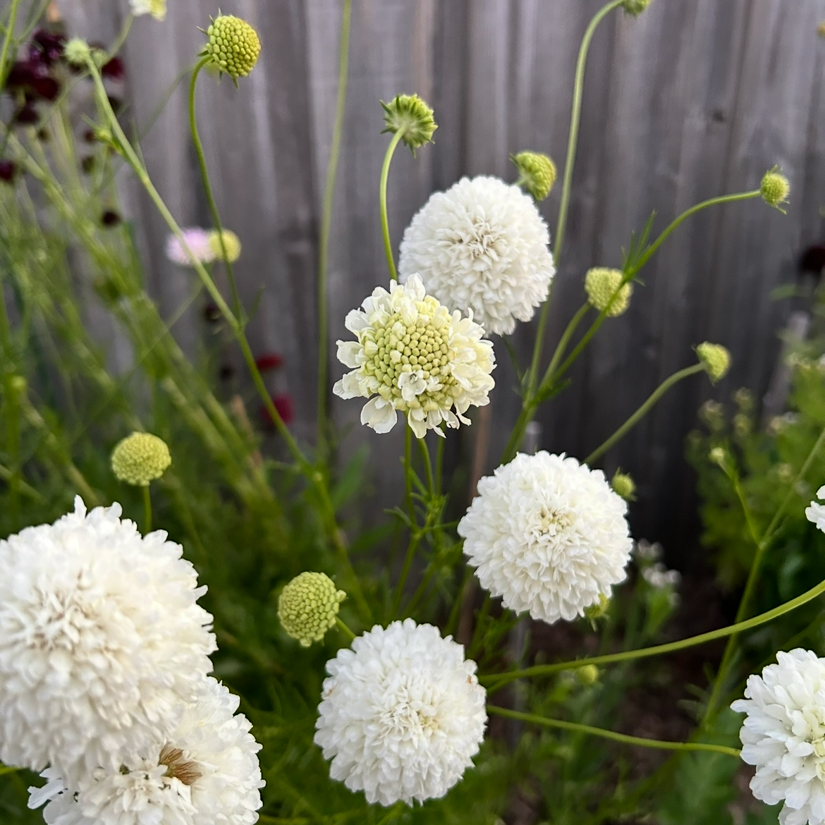 Scabiosa Snow Maiden