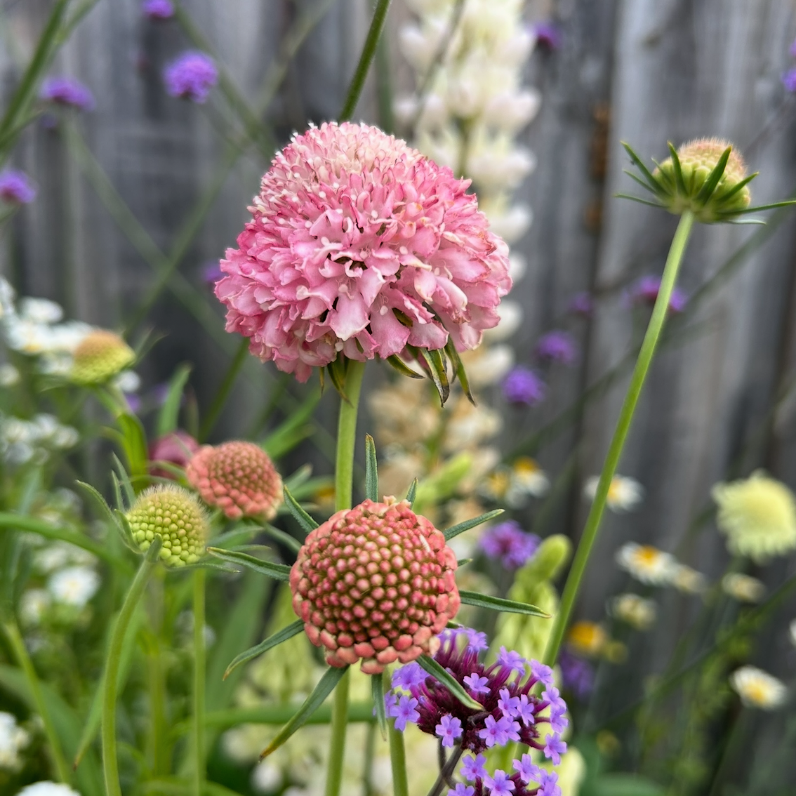 Scabiosa Salmon Rose