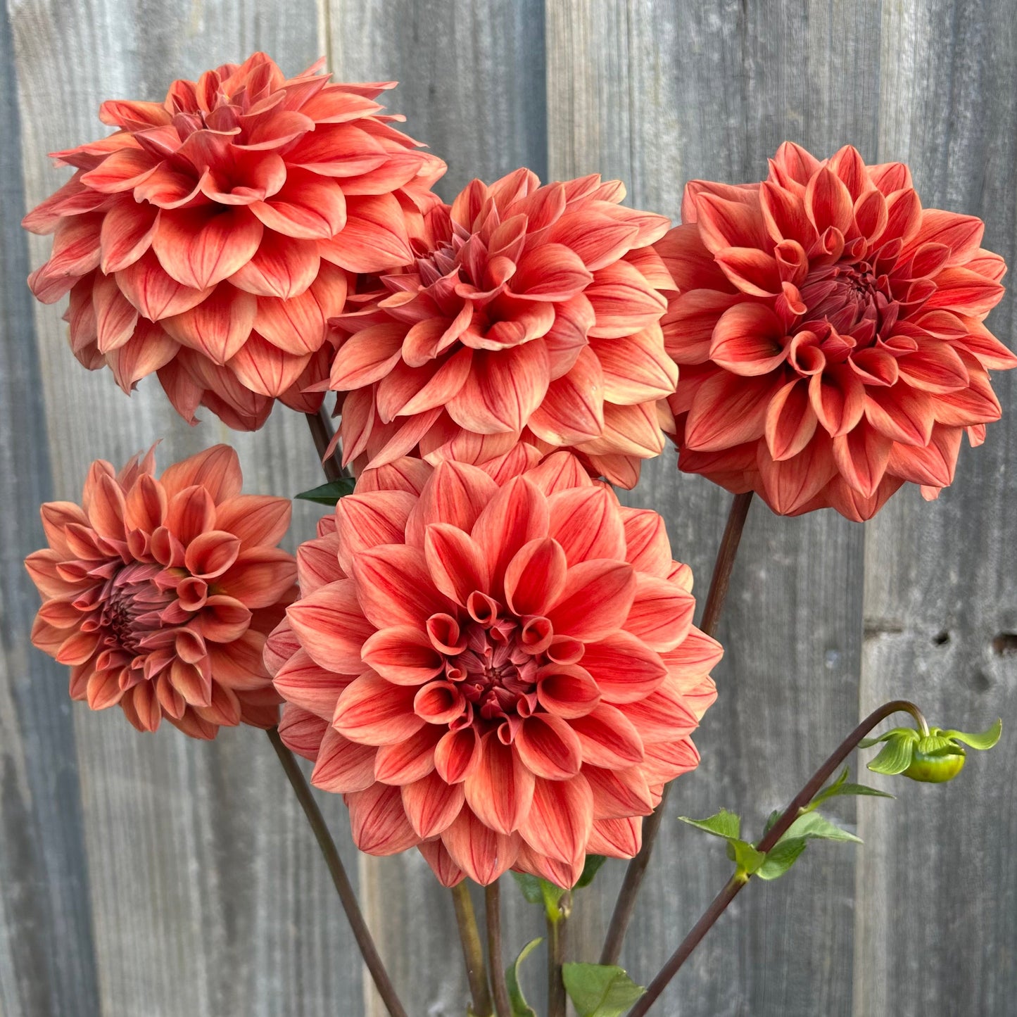 Lileah Russet Rose