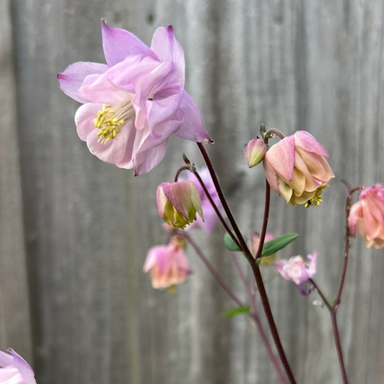 Aquilegia Double Mix
