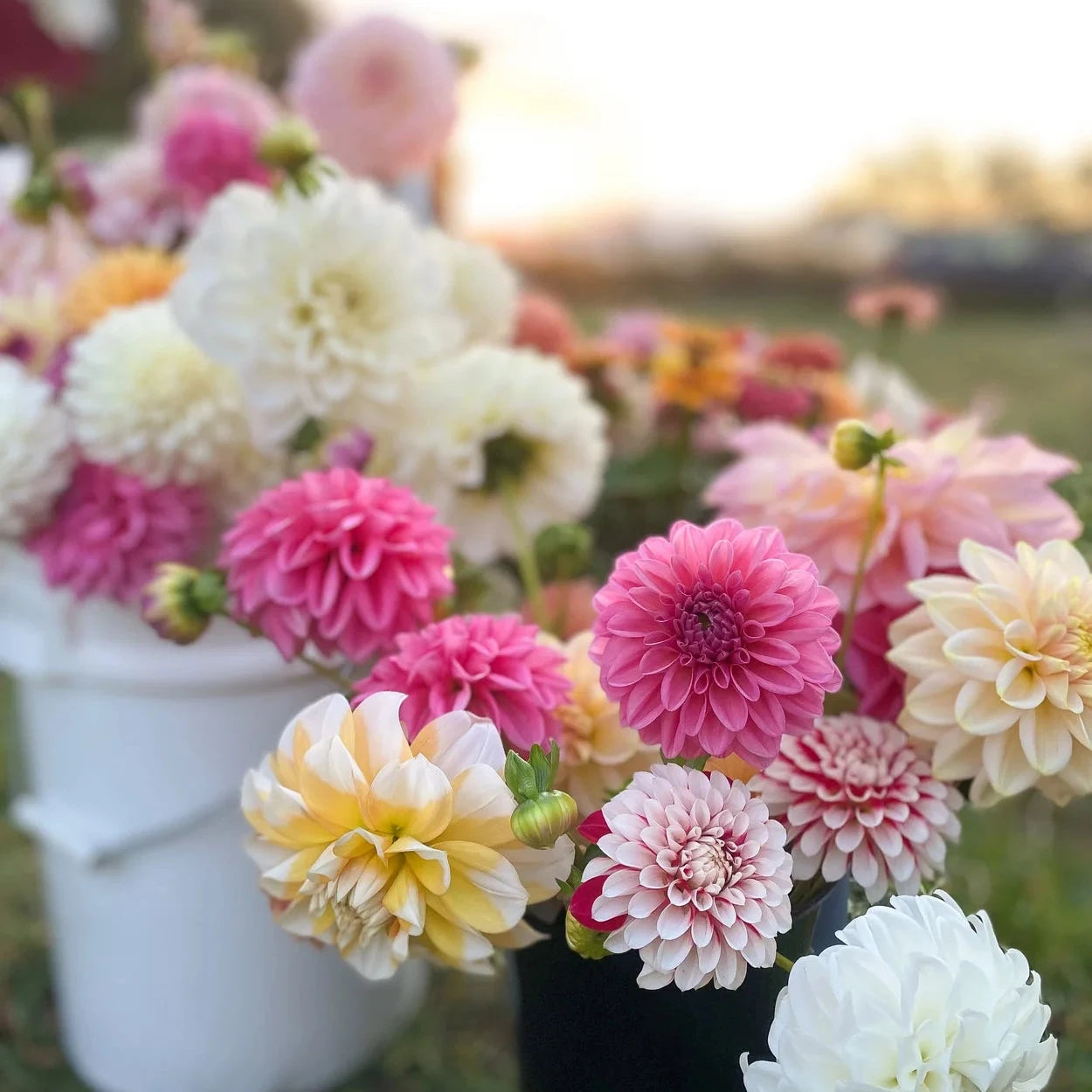Mystery Box of Dahlia Tubers