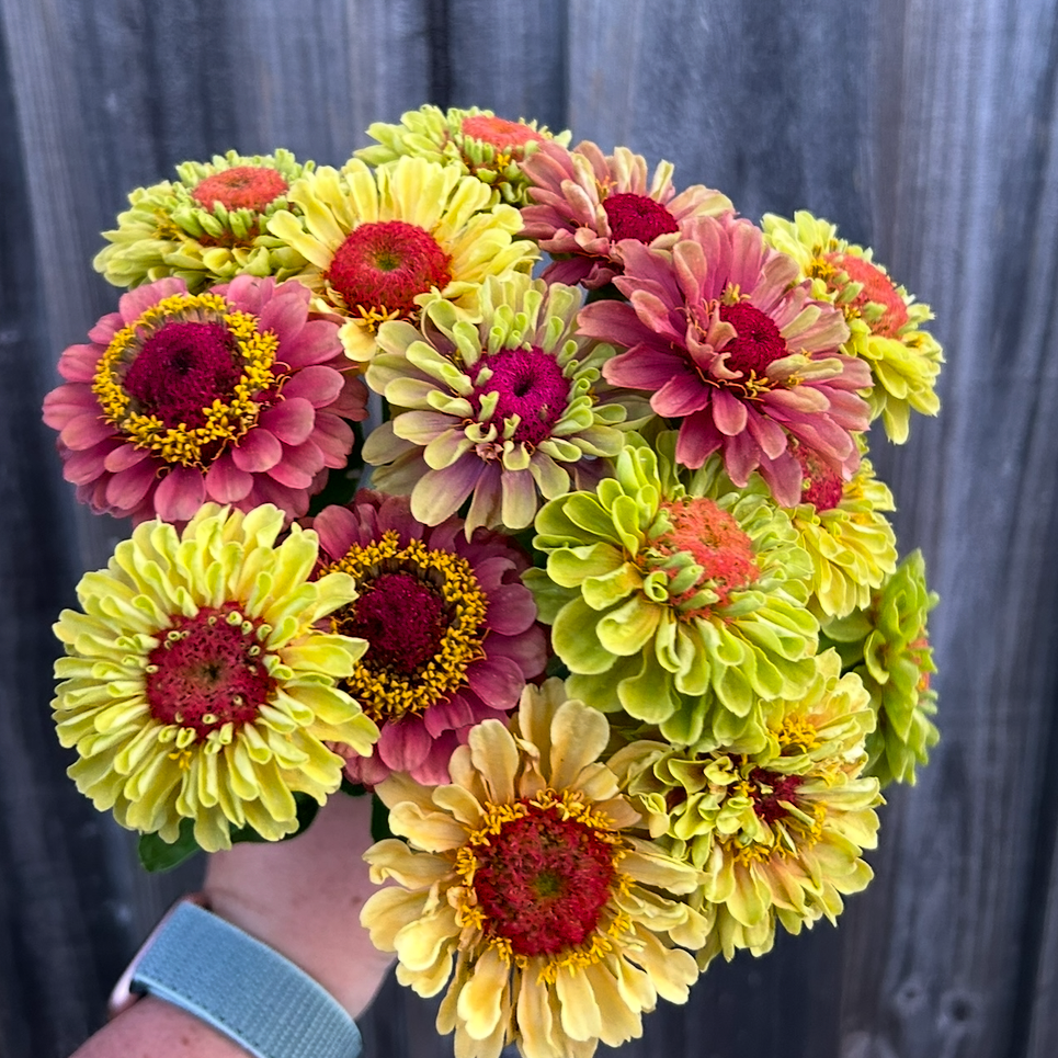Zinnia Queen Lime Mix