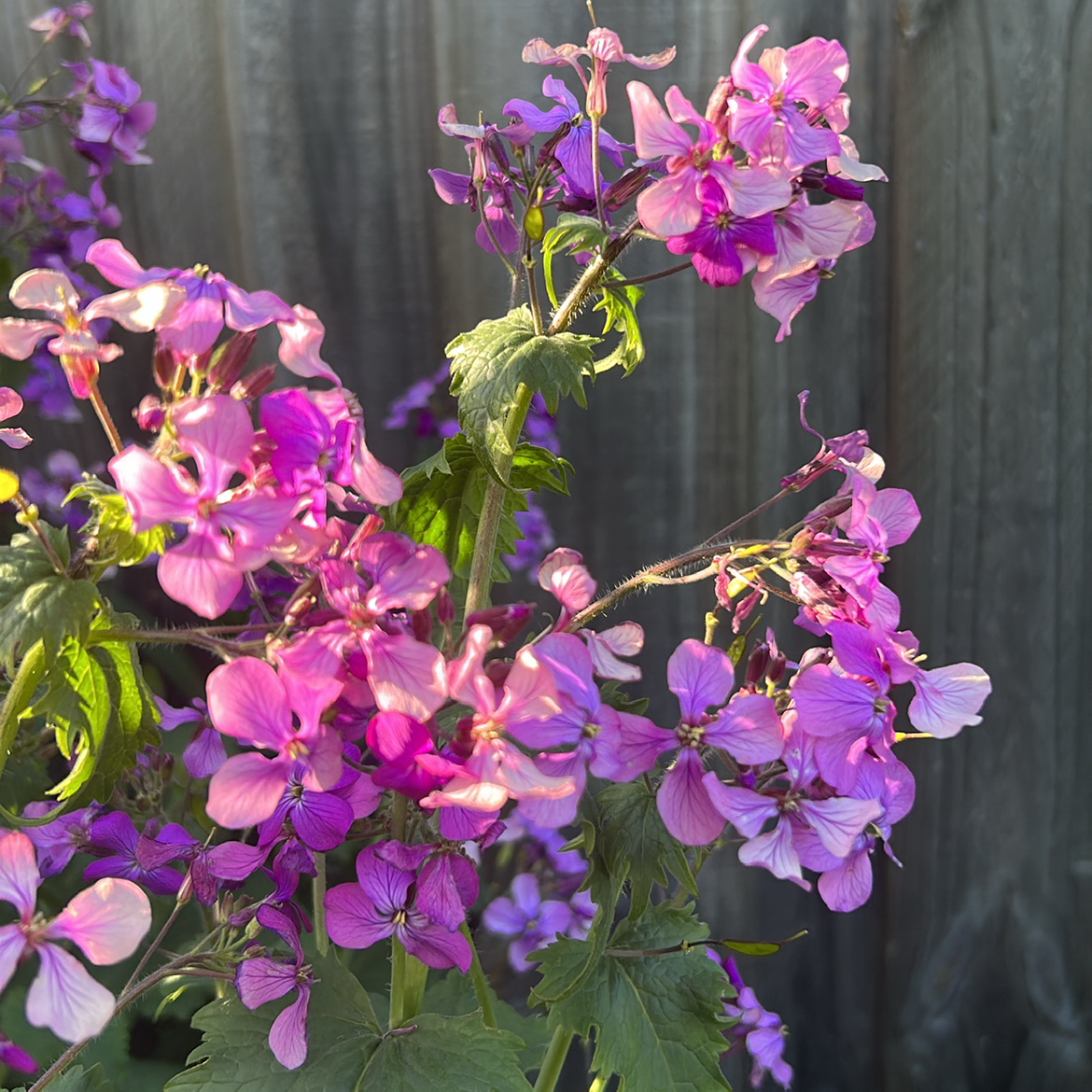Lunaria Honesty